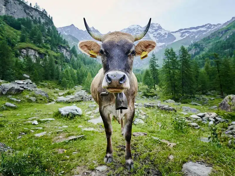 Mountain cow
